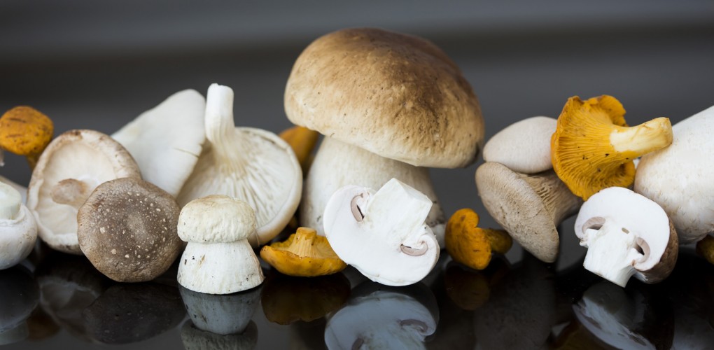 Frische Pilze | Frische Pilze aus Bayern für Händler und Gastronomie