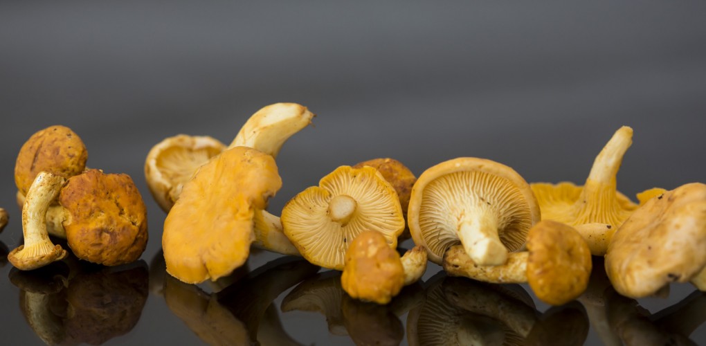 Frische Pilze | Frische Pilze aus Bayern für Händler und Gastronomie