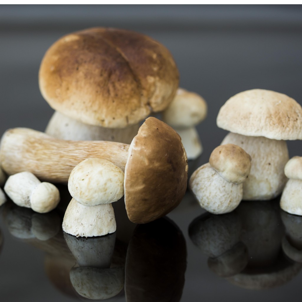 Frische Pilze – Frische Pilze aus Bayern für Händler und Gastronomie